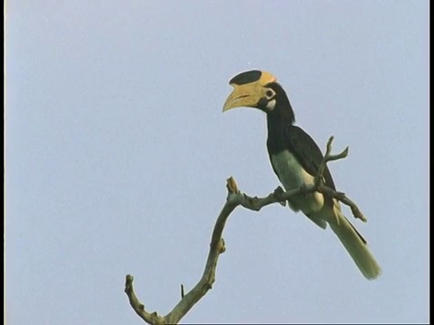 MS Malabar Pied Hornbill，炭疽角羚，树，班德哈瓦国家公园，印度视频素材