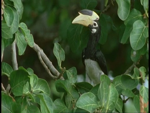 MS Malabar Pied Hornbill，炭疽角羚，树，班德哈瓦国家公园，印度视频素材