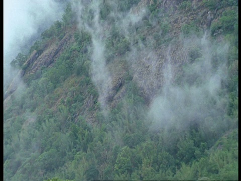 印度西高止山脉，迷雾在森林山坡上升起视频素材