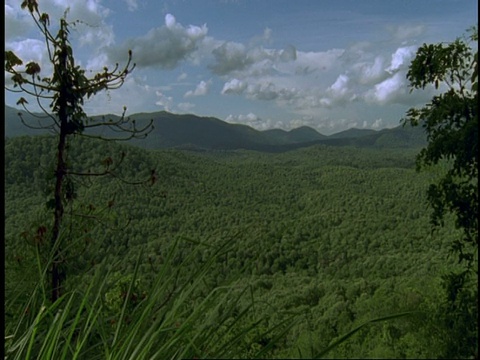 潘在森林风景，西高止，印度视频素材