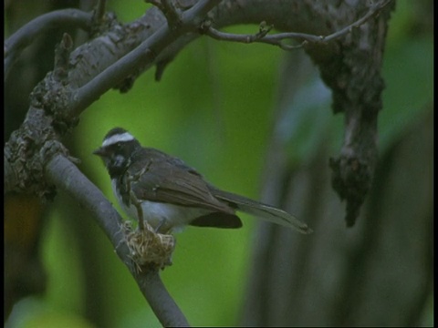 白色眉扇尾草，Rhipidura aureola，在树枝上，飞离树，班德哈瓦格国家公园，印度视频素材