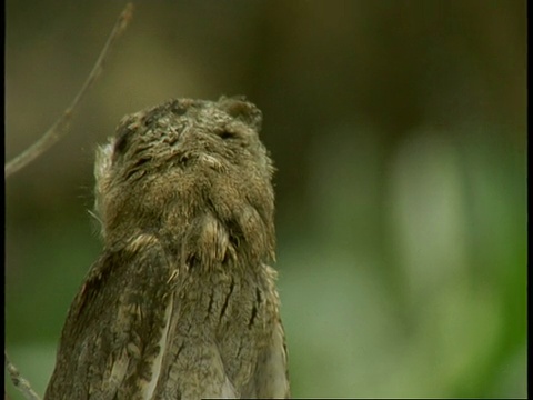 印度班德哈瓦格国家公园，cucollared scoops Owl, Otus bakkamoena，坐在树枝上，上下摆动着头视频素材