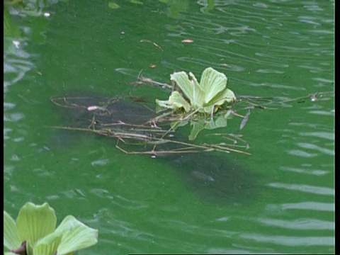 海牛的鼻孔再次浮上和沉下，南美洲视频素材