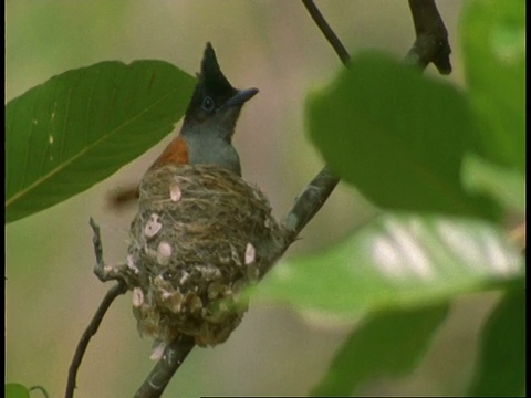 亚洲天堂Flycatcher, Terpsiphone paradisi, Bandhavgarh国家公园，印度视频素材