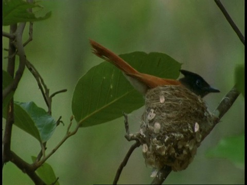 亚洲天堂Flycatcher, Terpsiphone paradisi, Bandhavgarh国家公园，印度视频素材