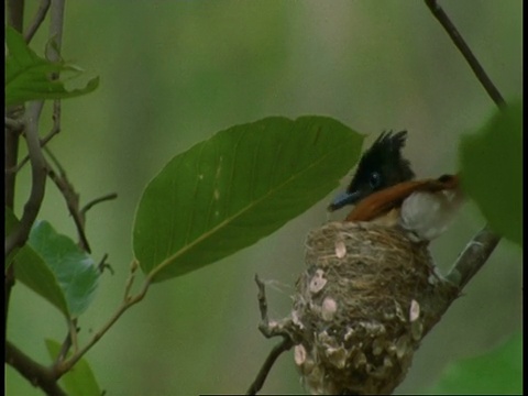 亚洲天堂Flycatcher, Terpsiphone paradisi, Bandhavgarh国家公园，印度视频素材