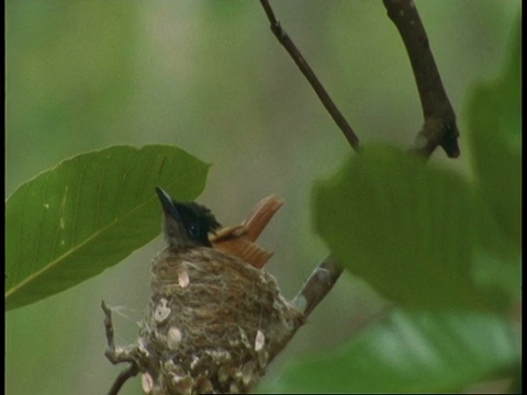 亚洲天堂Flycatcher, Terpsiphone paradisi，在印度班德哈瓦加国家公园鸟巢飞走视频素材