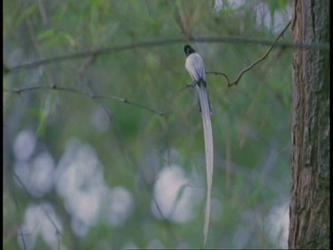 MS White Phase亚洲天堂Flycatcher, Terpsiphone paradisi，坐在树枝上飞走，班德哈瓦格国家公园，印度视频素材