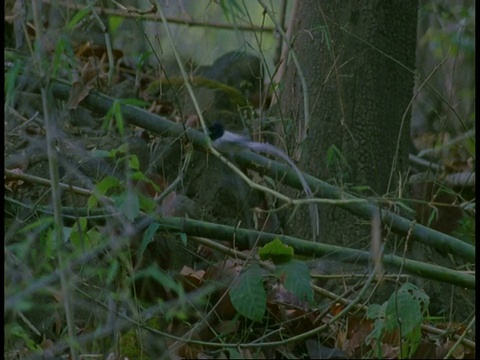 MS White Phase亚洲天堂Flycatcher, Terpsiphone paradisi，坐在树枝上飞走，班德哈瓦格国家公园，印度视频素材