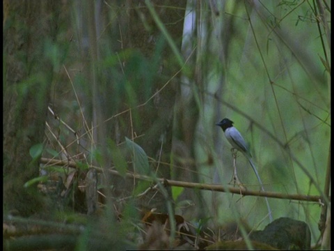 MS White Phase亚洲天堂Flycatcher, Terpsiphone paradisi，坐在树枝上飞走，班德哈瓦格国家公园，印度视频素材