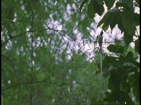 MS White Phase亚洲天堂Flycatcher, Terpsiphone paradisi，坐在树枝上飞走，班德哈瓦格国家公园，印度视频素材