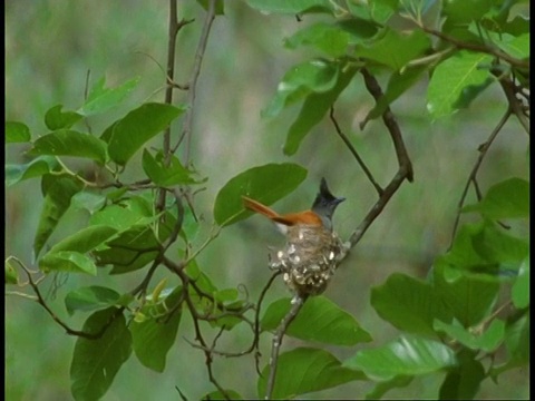 亚洲天堂Flycatcher, Terpsiphone paradisi，位于印度班德哈瓦加国家公园视频素材