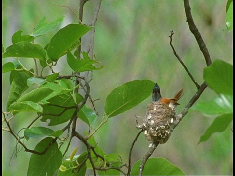 亚洲天堂Flycatcher, Terpsiphone paradisi，位于印度班德哈瓦加国家公园视频素材