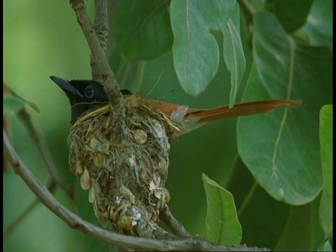 亚洲天堂Flycatcher, Terpsiphone paradisi，位于印度班德哈瓦国家公园视频素材