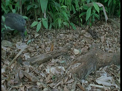 MS Black Agouti, Dasyprocta fuliginosa，走进空地，捡起巴西坚果，走出了射门，亚马逊，南美洲视频素材