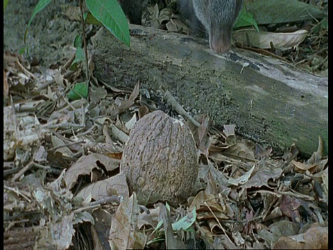 MS Black Agouti, Dasyprocta fuliginosa，走进一片空地，捡起巴西坚果，然后径直走出亚马逊，南美视频素材