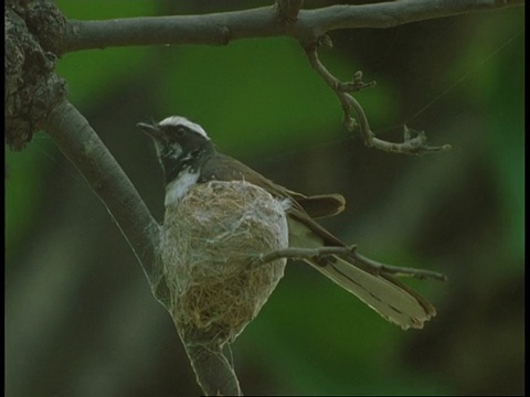 MS White Browed fanail, Rhipidura aureola，在巢，班德哈瓦加国家公园，印度视频素材