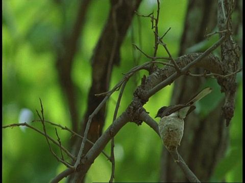 MS White Browed fanail, Rhipidura aureola，飞到鸟巢，高速，Bandhavgarh国家公园，印度视频素材