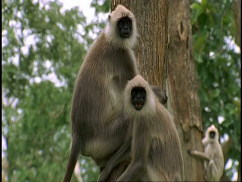 印度西高歇，哈努曼叶猴(Semnopithecus entellus)爬上树，望着相机视频素材