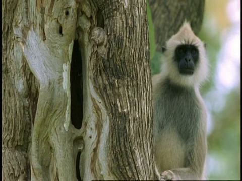 Hanuman Langur, Semnopithecus entellus，看着相机，西高歇，印度视频素材