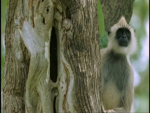 Hanuman Langur, Semnopithecus entellus，看着相机，西高歇，印度视频素材