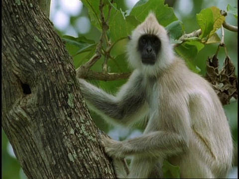 印度西高止山脉，哈努曼叶猴(Semnopithecus entellus)在树枝上四处张望视频素材