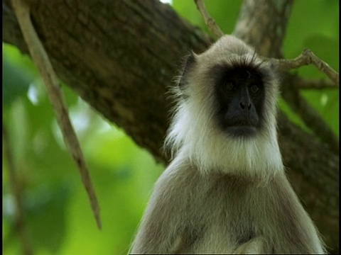 CU Hanuman Langur, Semnopithecus entellus，环顾四周，跳出框架，西高歇，印度视频素材