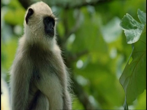 印度西高止山脉，哈努曼叶猴(Semnopithecus entellus)在树上四处张望视频素材