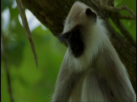 CU Hanuman Langur, Semnopithecus entellus，环顾四周，跳出框架，西高歇，印度视频素材