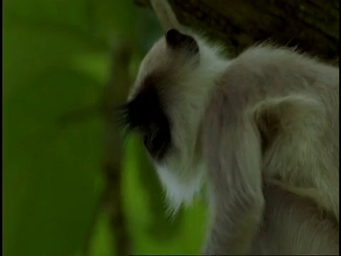 印度西高止山脉，沿树枝移动的哈努曼叶猴视频素材