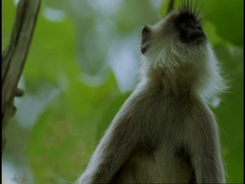 CU Hanuman Langur, Semnopithecus entellus，环顾四周，跳出框架，西高歇，印度视频素材