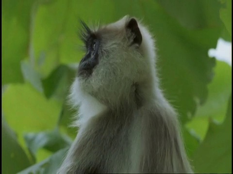 CU Hanuman Langur, Semnopithecus entellus，环顾四周，跳出框架，西高歇，印度视频素材