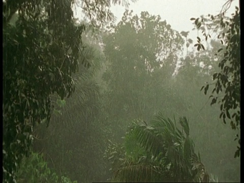 南美热带雨林中狂风暴雨视频素材