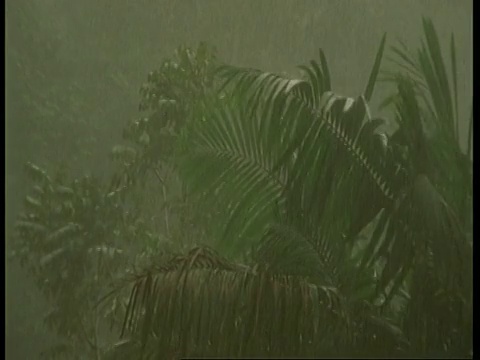 南美热带雨林的棕榈叶在狂风暴雨中视频素材