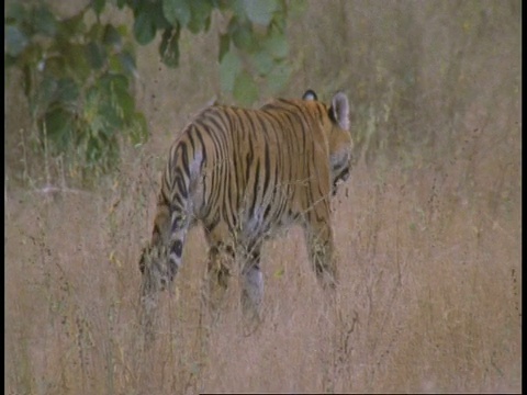 印度班德哈瓦格国家公园，皇家孟加拉虎Panthera tigris离开镜头视频素材