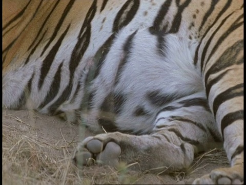 从皇家孟加拉虎(Panthera tigris tigris)的身体向上倾斜到印度班德哈瓦加国家公园(Bandhavgarh National Park)视频素材