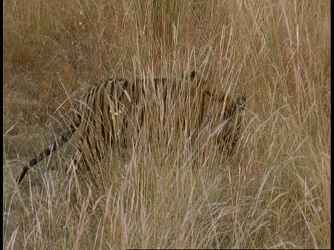 皇家孟加拉虎，Panthera tigris底格里斯虎，走过草地，班德哈瓦格国家公园，印度视频素材