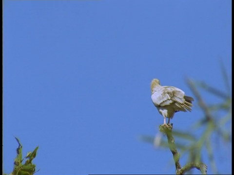 埃及秃鹫，Neophron percnopterus，栖息在树枝上，Bandhavgarh国家公园，印度视频素材