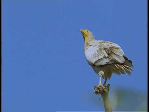 埃及秃鹫，Neophron percnopterus，栖息在树枝上，班德哈加国家公园，印度视频素材