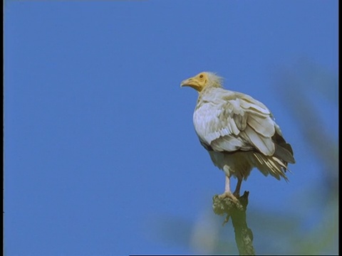 埃及秃鹫，Neophron percnopterus，栖息在树枝上，班德哈加国家公园，印度视频素材