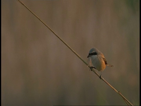 印度班德哈加国家公园，cubaybackshrike, Lanius vittatus，坐在树枝上吃昆虫视频素材