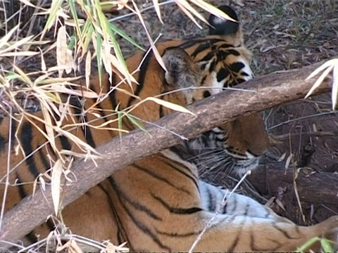 印度，皇家孟加拉虎，Panthera tigris tigris，躺在植被中视频素材