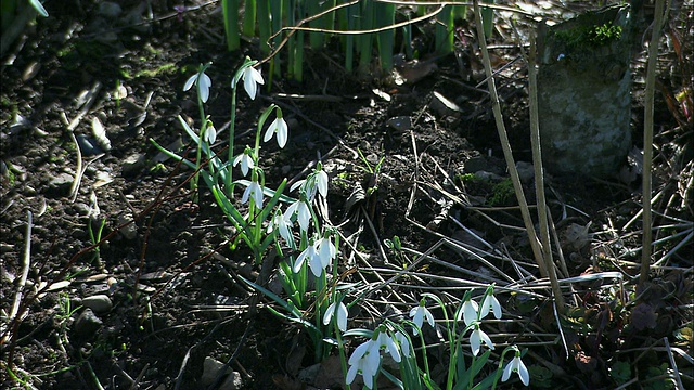 雪花莲(花莲属)在花在林地，英国视频素材