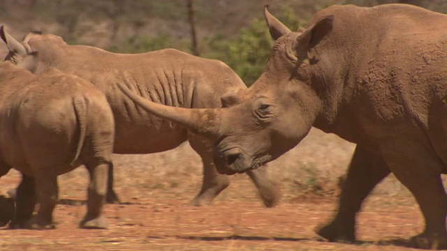 白犀牛(Ceratotherium simum)成年和幼，肯尼亚视频素材