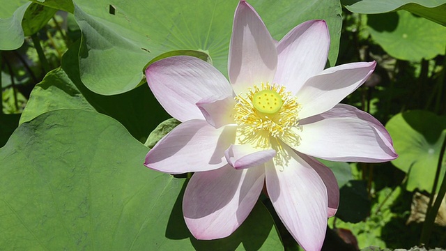 荷花(Nelumbo nucifera)叶/乌布，巴厘岛，印度尼西亚视频素材