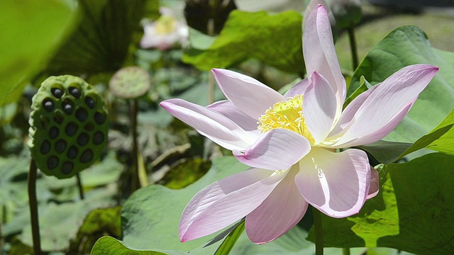 CU荷花(Nelumbo nucifera)与莲子/乌布，印度尼西亚巴厘岛视频素材