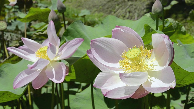 CU两朵荷花(Nelumbo nucifera)带荷花芽/乌布，印度尼西亚巴厘岛视频素材