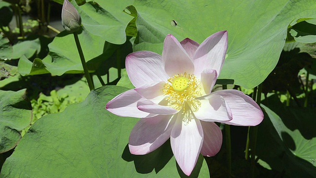 CU两朵荷花(Nelumbo nucifera)带荷花芽/乌布，印度尼西亚巴厘岛视频素材