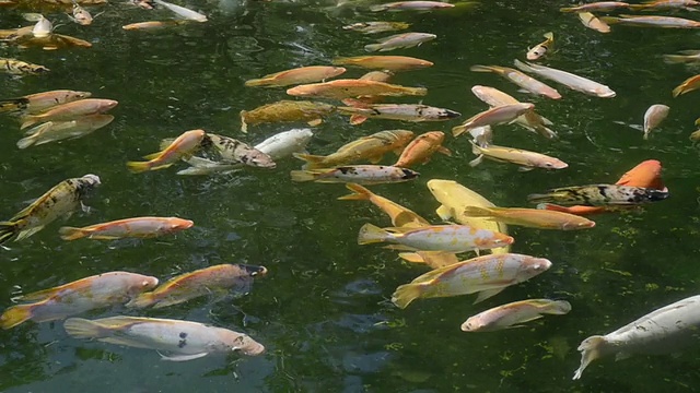 印度尼西亚巴厘岛，金鱼在Pura Tirta Empul / Tampaksiring的圣泉中游泳视频素材