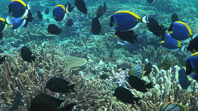 MS School of Melas Angelfish (centropyge tibicens，又名Keyhole Angelfish)和少数粉蓝色Tangs (acanthurus leucosternon)游过珊瑚礁/南非视频素材